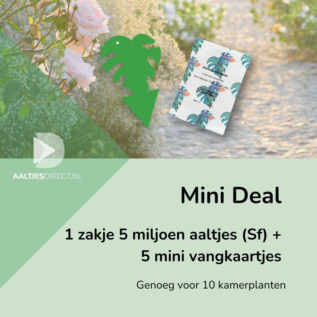Mini-deal: 5 mln Sf aaltjes en 5 groene vangkaartjes