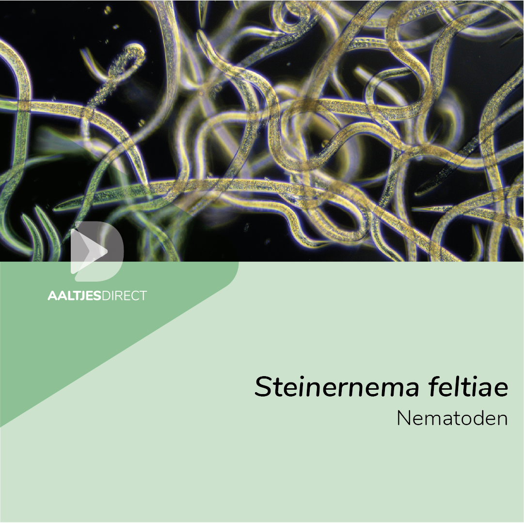 Steinernema feltiae
