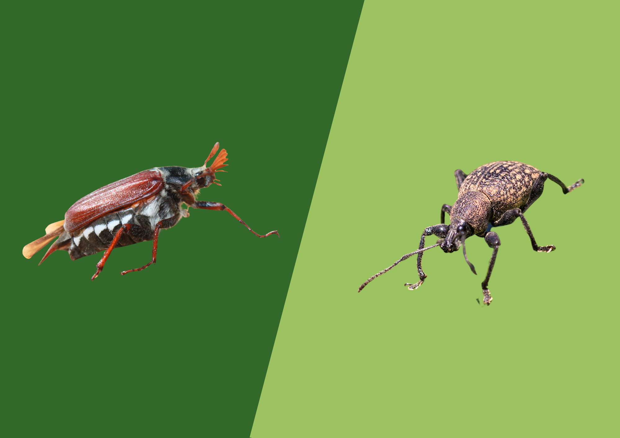 Verschillende keversoorten in Nederland: herken ze en voorkom schade in je tuin