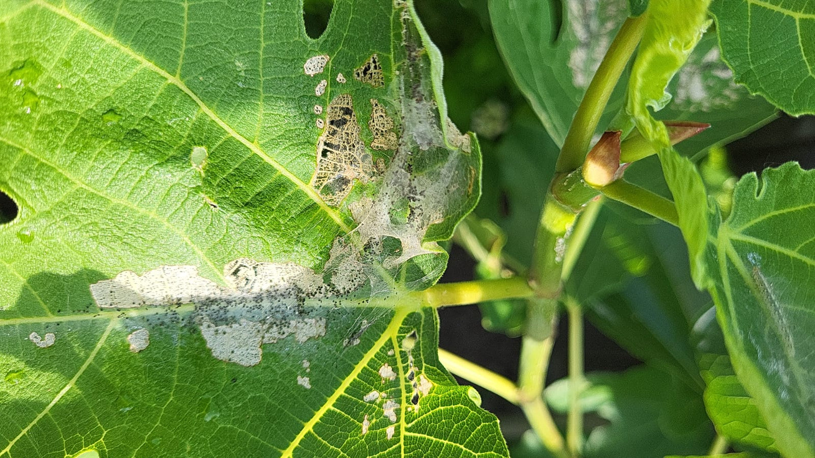 Schade blad vijgenskeletteermot