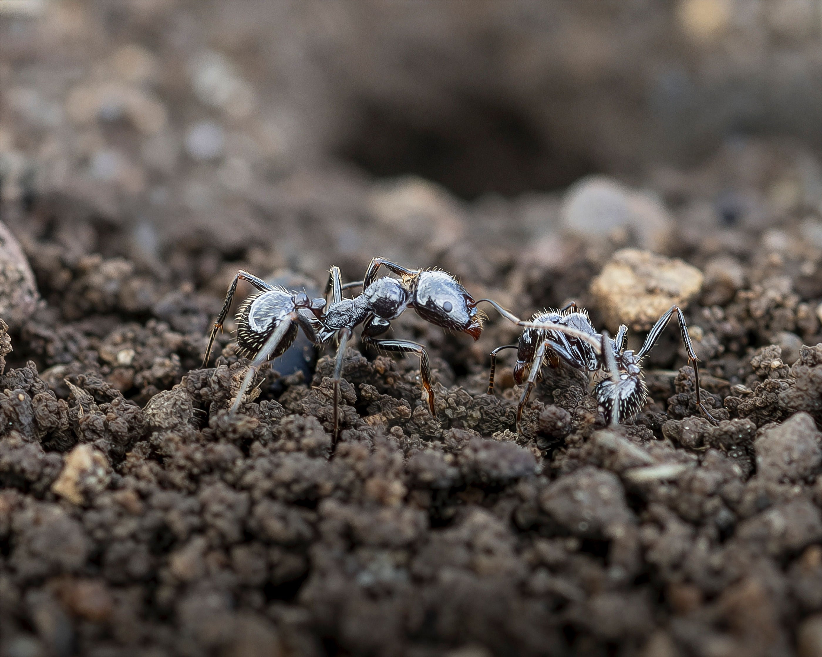 Mieren in de tuin: welke huismiddeltjes helpen echt?
