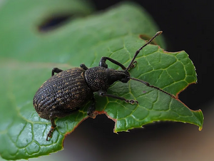 Taxuskever bestrijden: natuurlijke oplossingen die écht werken