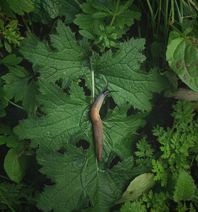 Natuurlijke slakkenbestrijding: Tips voor een slakkenvrije tuin