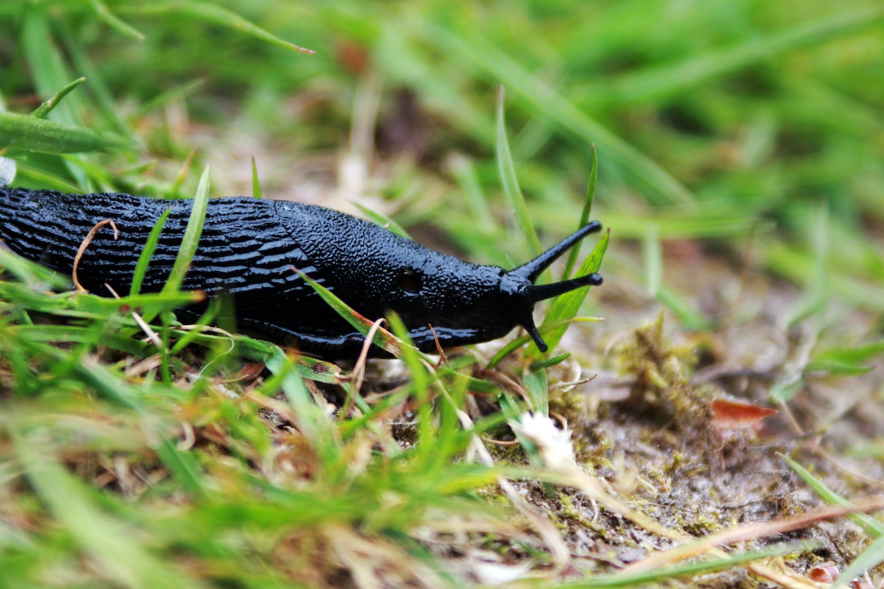 Slakken bestrijden in de tuin: wat werkt echt?