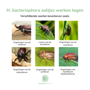 Aaltjes tegen engerlingen (Heterorhabditis bacteriophora)