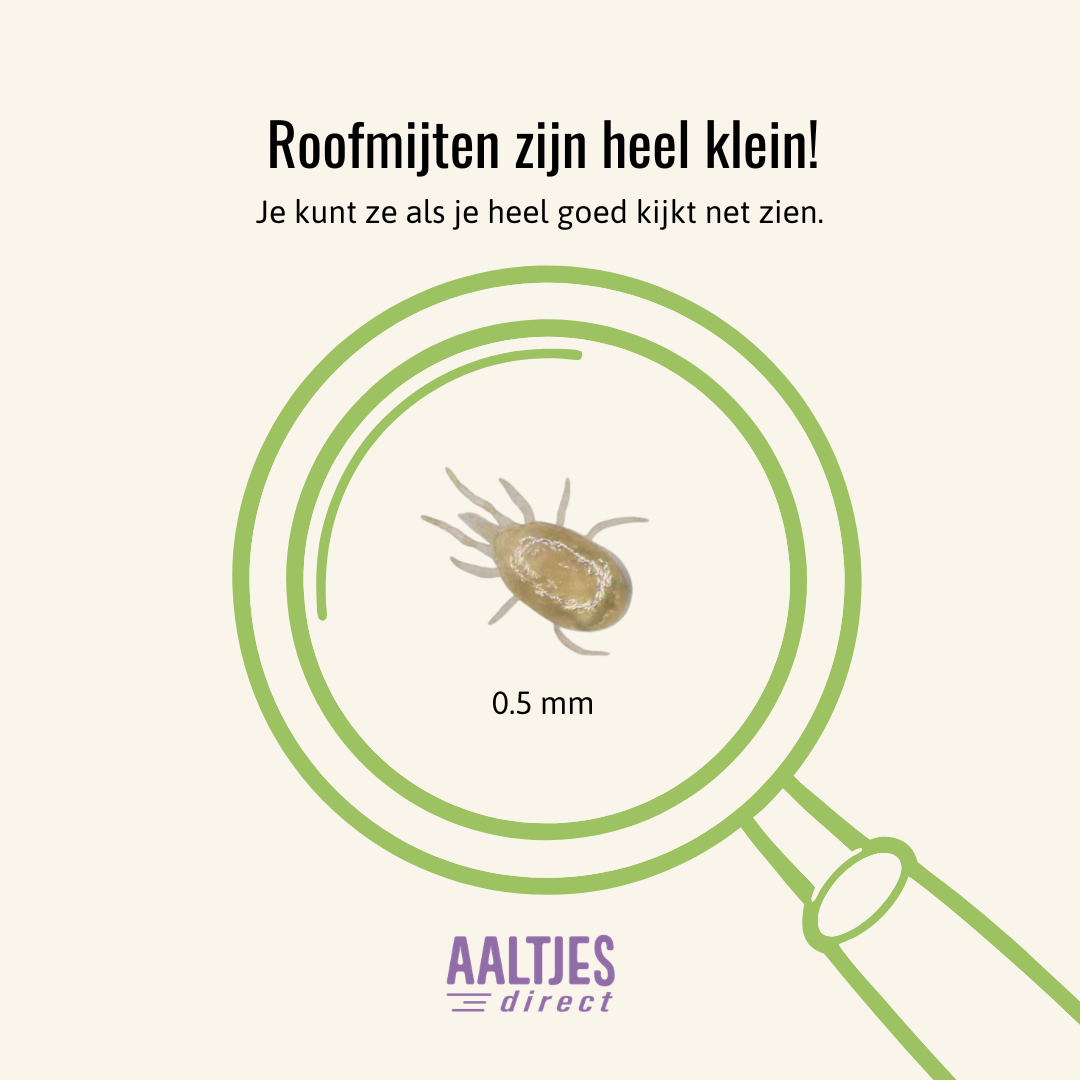 Diagram Grootte roofmijten