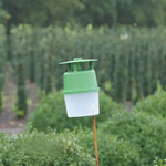 Buxusmotval incl. 2 lokstoffen