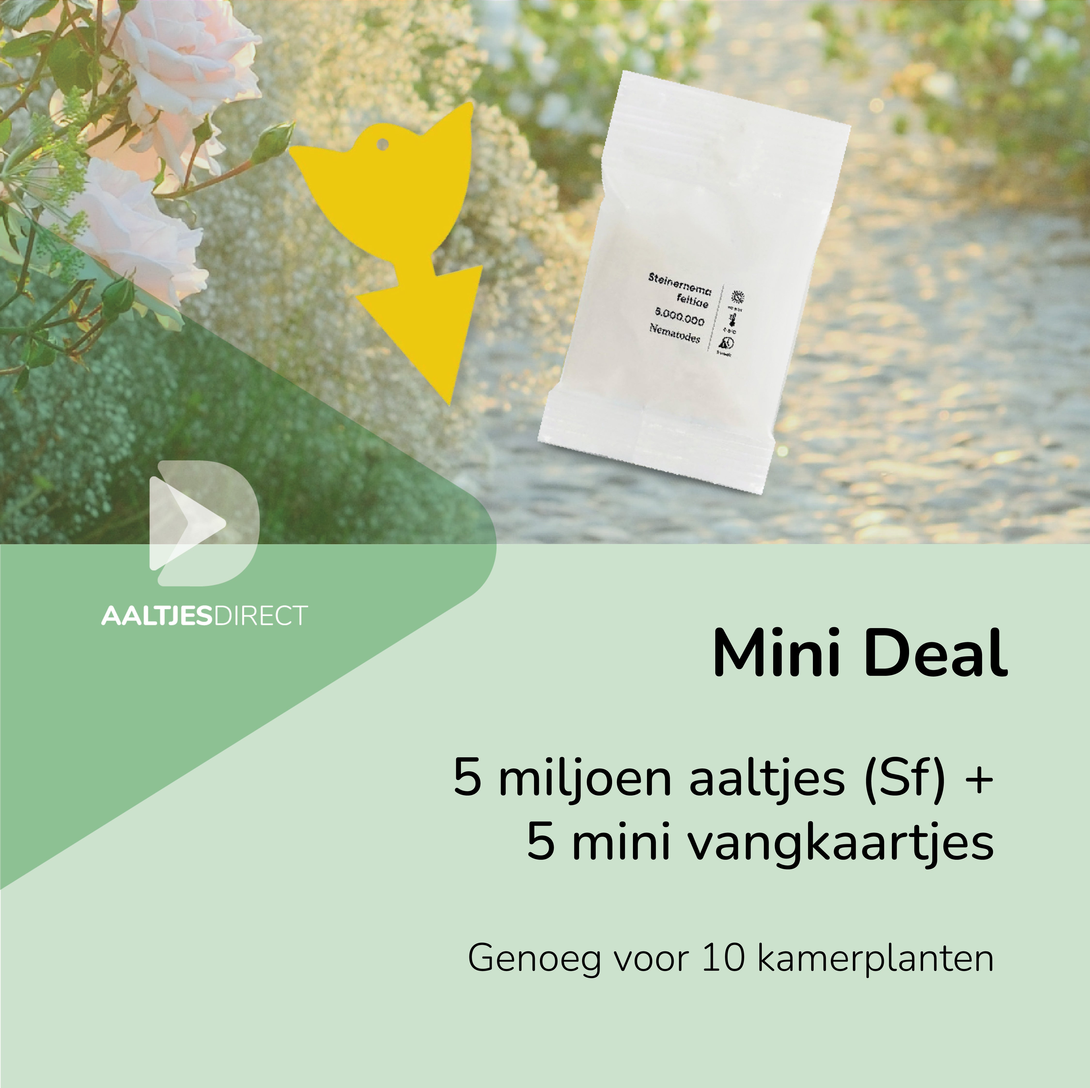 Mini-deal: 5 mln Sf aaltjes + 5 vangkaartjes tegen rouwvliegjes