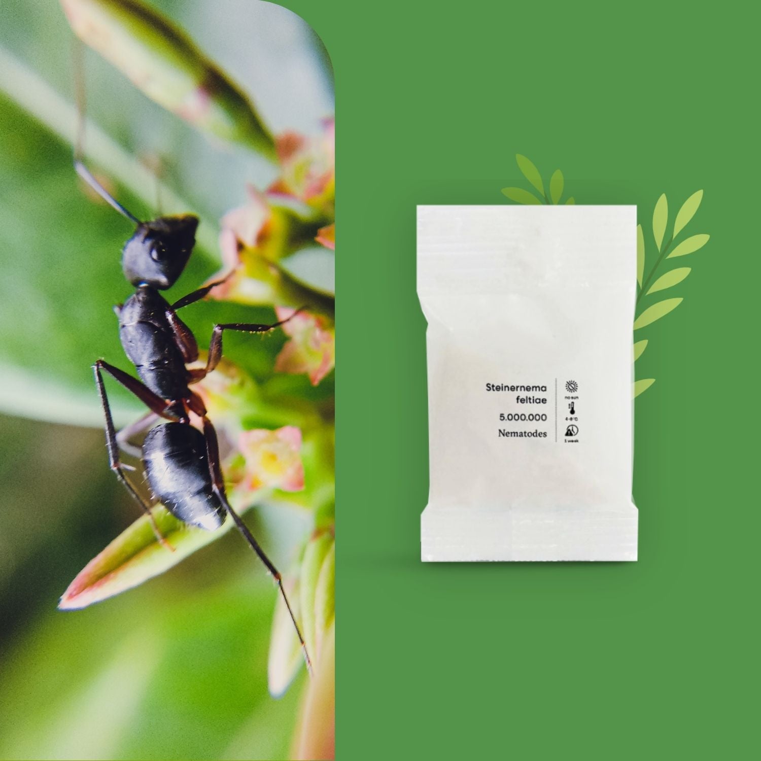 Aaltjes tegen mieren (SF)