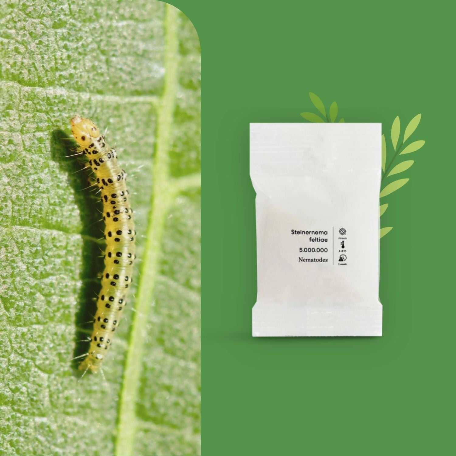 Aaltjes tegen vijgenskeletteermot (SF)