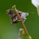 Aaltjes tegen vijgenskeletteermot (Steinernema carpocapsae)