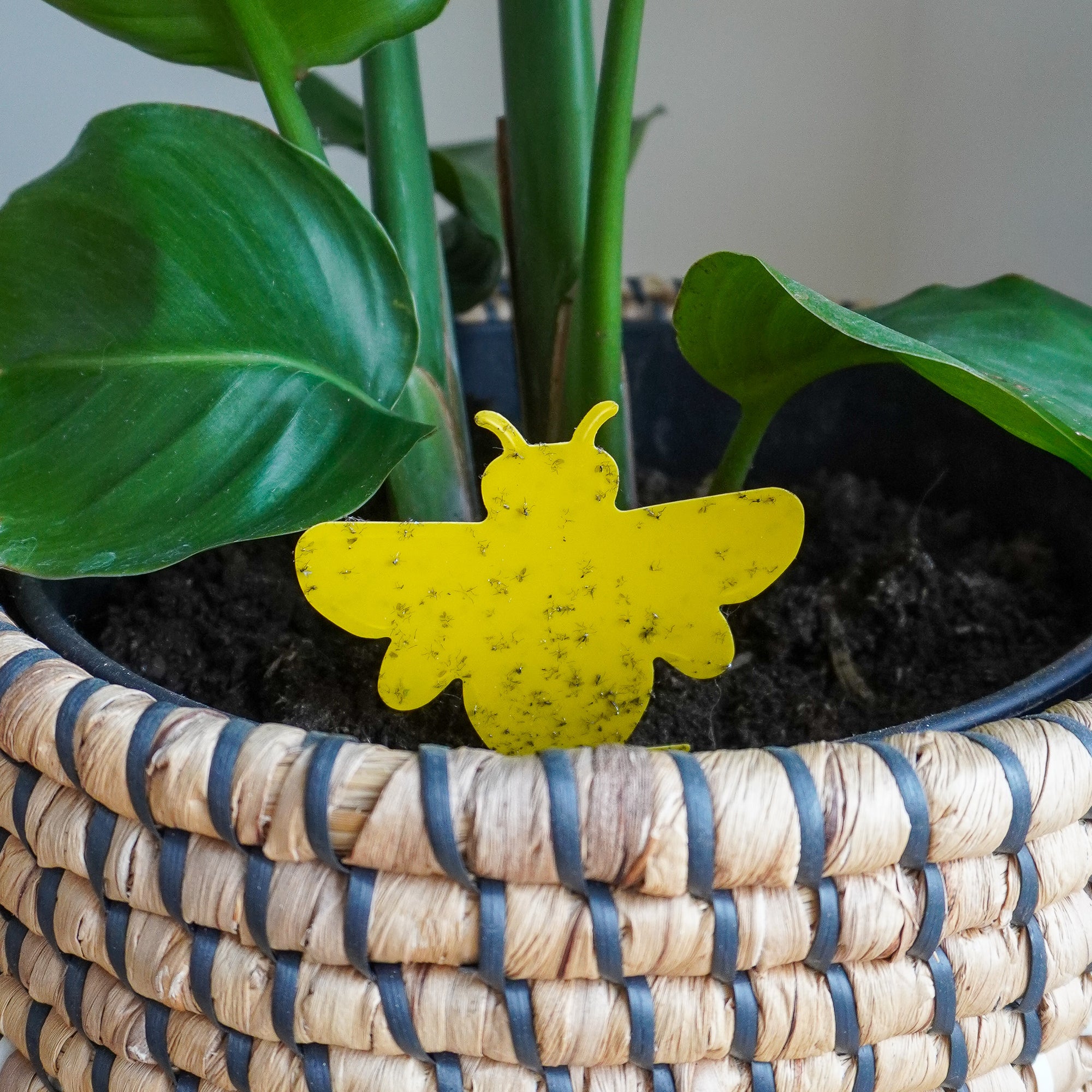 Sticky Leaf Bee met rouwvliegjes in plantenpot