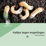 Aaltjes tegen engerlingen (Heterorhabditis bacteriophora)