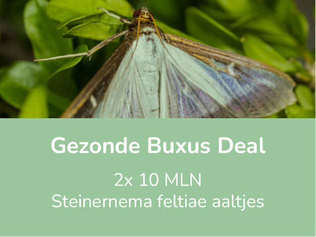 Gezonde buxusdeal: 2x10 mln aaltjes tegen de buxusrups