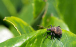 Aaltjes tegen taxuskever (Heterorhabditis bacteriophora)