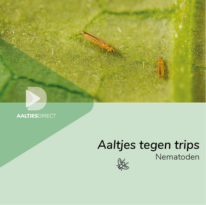 Aaltjes tegen trips (Steinernema feltiae)