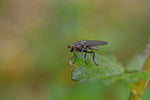Aaltjes tegen koolvlieg (steinernema carpocapsae)