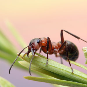 Aaltjes tegen mieren (Steinernema feltiae)